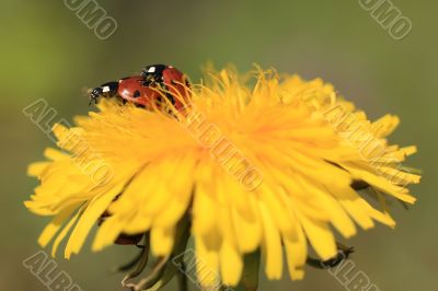 Ladybug on a Yellow Flower