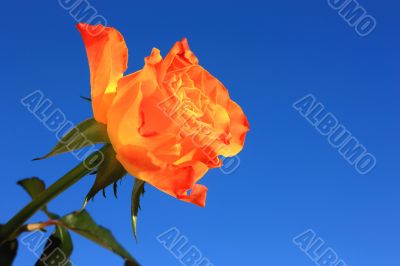 Orange Rose