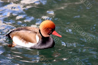 Swimming Duck