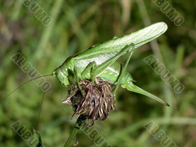 Grashopper