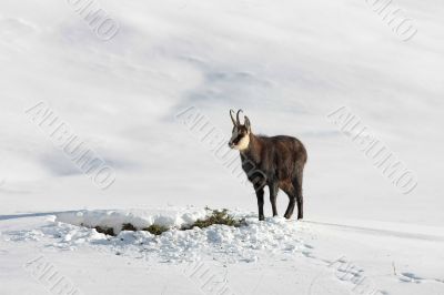 Chamois buck in the snow
