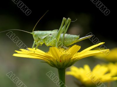 Grasshopper