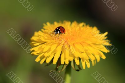 Ladybug on a Yellow Flower