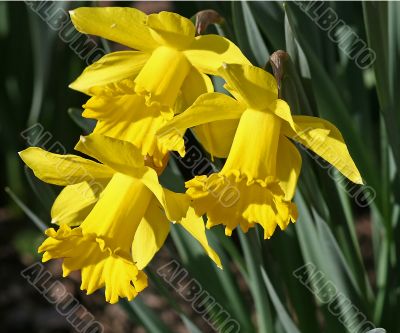 Daffodil