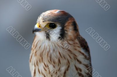 Young Falcon