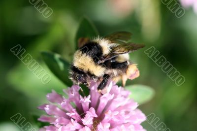 Bumblebee on red clover