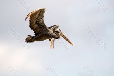 Flying Pelican