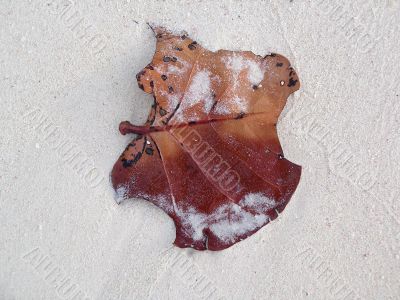 Leaf in the sand