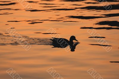 Swimming Duck