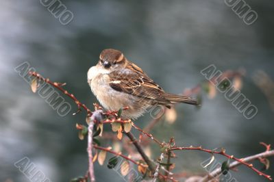 Sparrow