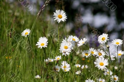 Marguerite Flowers