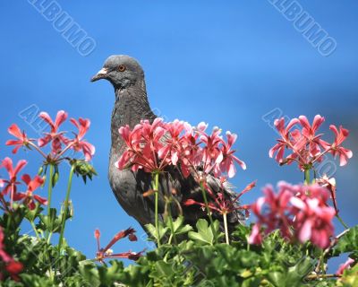 Pigeon in front of a blue sky
