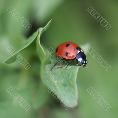 Ladybug on a leaf