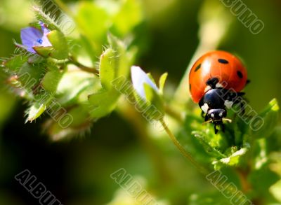 Ladybug on a plant