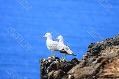 Two Sea-Gulls standing together