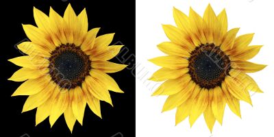 Isolated Sunflower