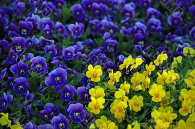 Viola Flowers