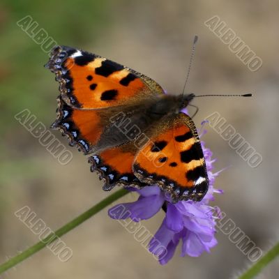 Butterfly - aglais urticae