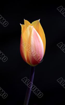 Tulip on black