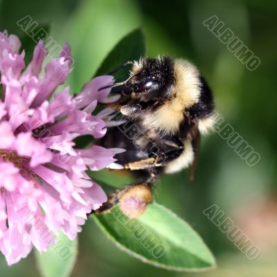 Bumblebee sucking nectar on a red clover