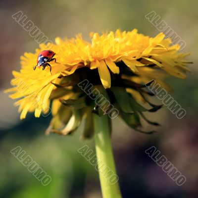 Ladybug on a Yellow Flower