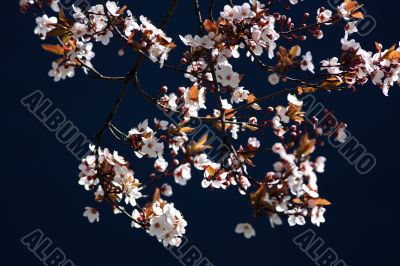 Cherry tree branch in bloom