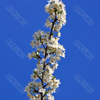 Cherry tree branch in bloom