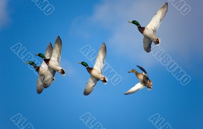 flight
