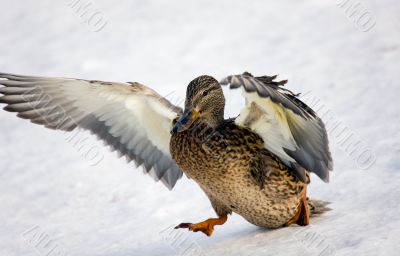 Landing on snow