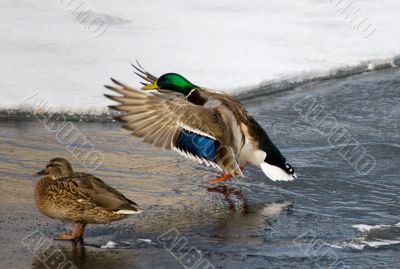 Landing of a wild duck