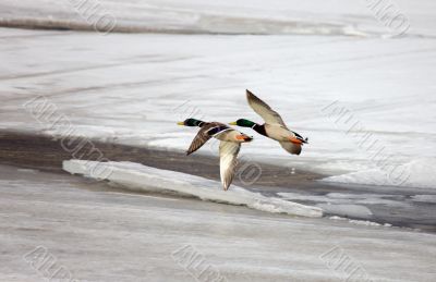 Flight of two ducks