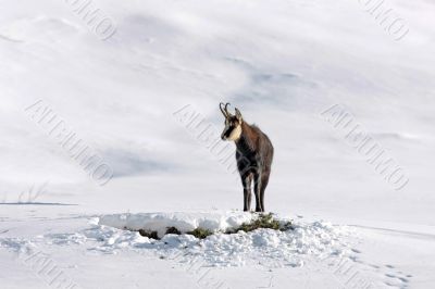 Chamois buck in the snow