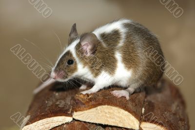 Young mouse