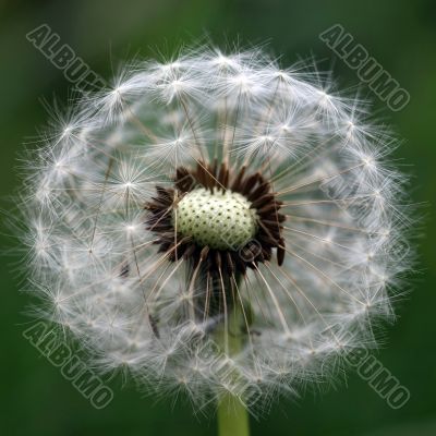 Wind Dandelion