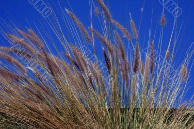 Grass in front of a Blue Sky
