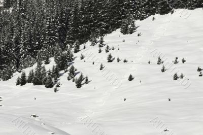 Ski tracks in the powder snow