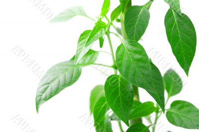 Plant