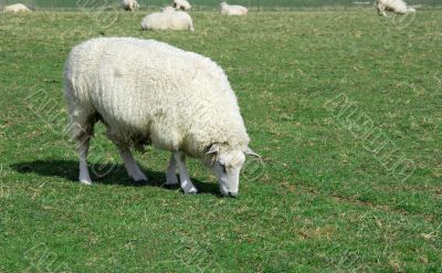 Sheep