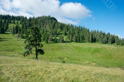 Field