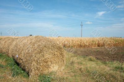 Agriculture