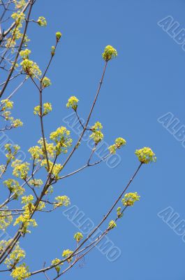 Spring flowers