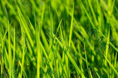 Grass