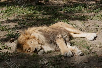 Lion
