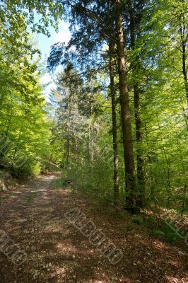 Forest path