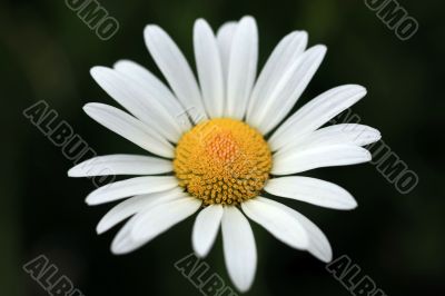 Marguerite Flower