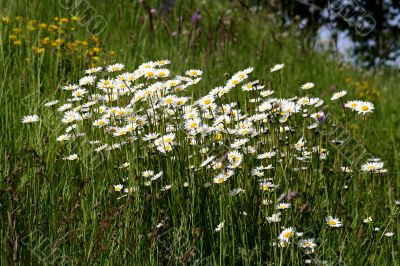 Marguerite Flowers