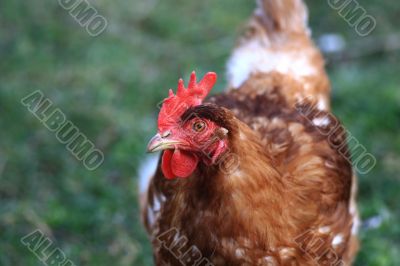 Close view of a chicken