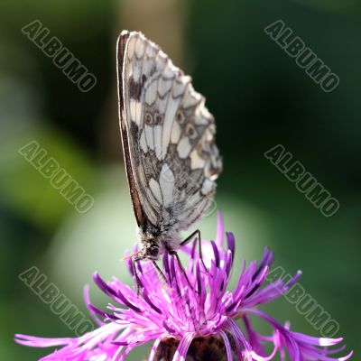 Butterfly on a green background