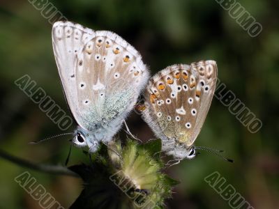 Butterfly - Lyssandra Coridon