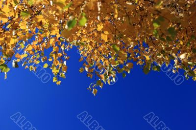 Autumn Leaves against Blue Sky